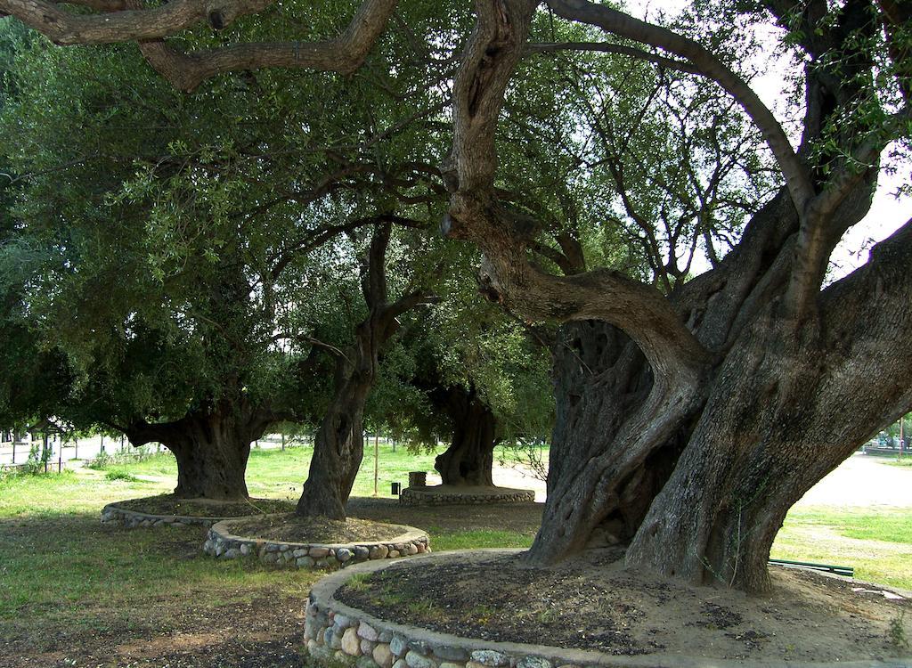 L'Oasi B&B Santa Maria Navarrese Esterno foto